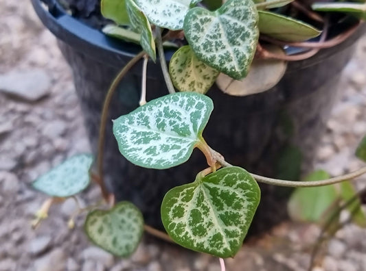 Ceropegia woodii Cerwoo Syn Ceropegia linearis woodii, String of Hearts, Rosary Vine, Chain of Hearts 140mm