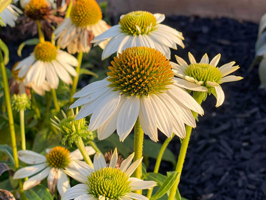 Echinacea purpurea Powwow White EchpurPW Coneflower 140mm