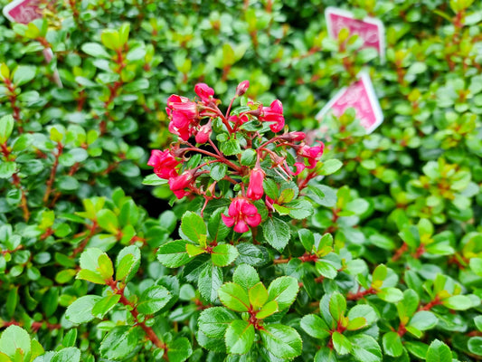 Escallonia hybrida Pink Pixie EschybPP Dwarf Pink Escallonia