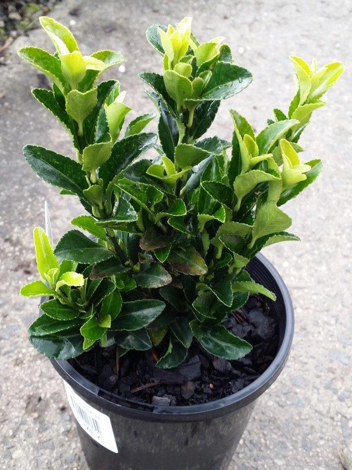 Euonymus japonicus Green Rocket EuojapGR Evergreen Spindle, Japanese Spindle Bush