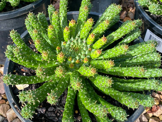 Euphorbia flanaganii Eupfla Transkei Medusas Head 200mm