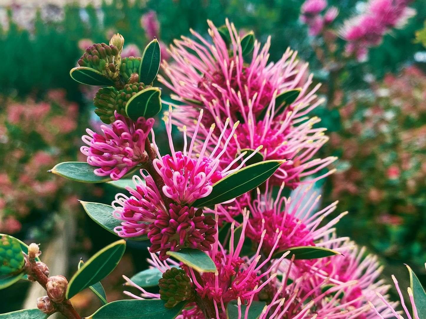 Hakea myrtoides petiolaris Burrendong Beauty HakmpBB Pincushion