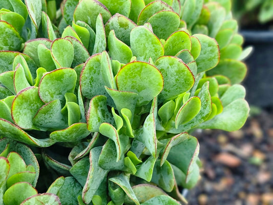 Crassula ovata Blue Bird CraovaBB Jade Plant, Jade Tree, Succulent