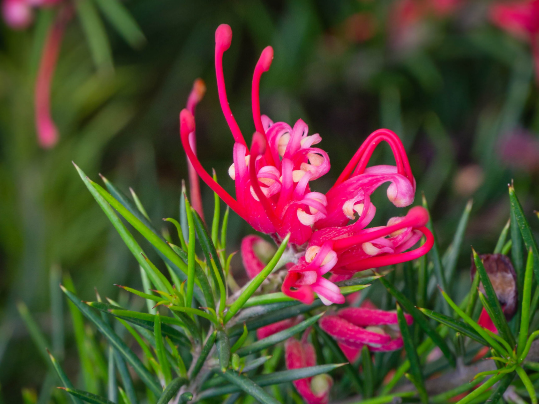 Grevillea obtusifolia Gin Gin Gem GreobtGGG