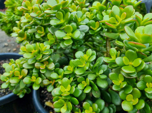 Crassula ovata Minima CraovaMin Dwarf Jade Plant, Dwarf Jade Tree, Mini Jade, Succulent