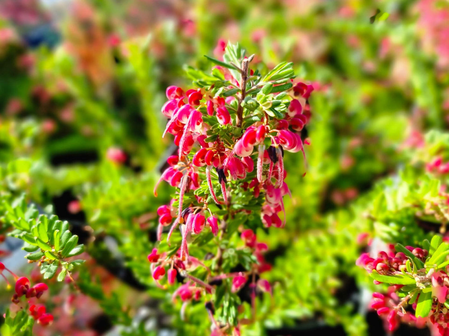 Grevillea hybrida Winter Nectar GrehybWN Spider Flower, Toothbrush Plant