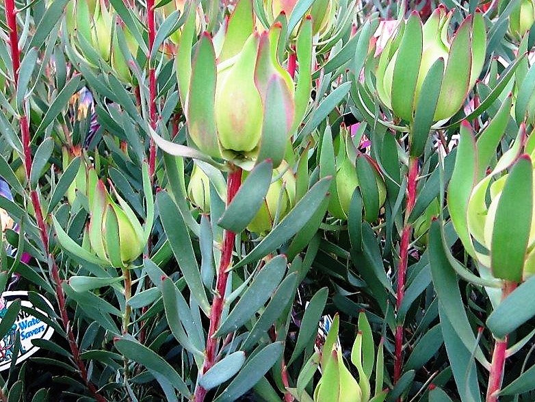 Leucadendron salignum Yellow Countess LeusalYC Conebush