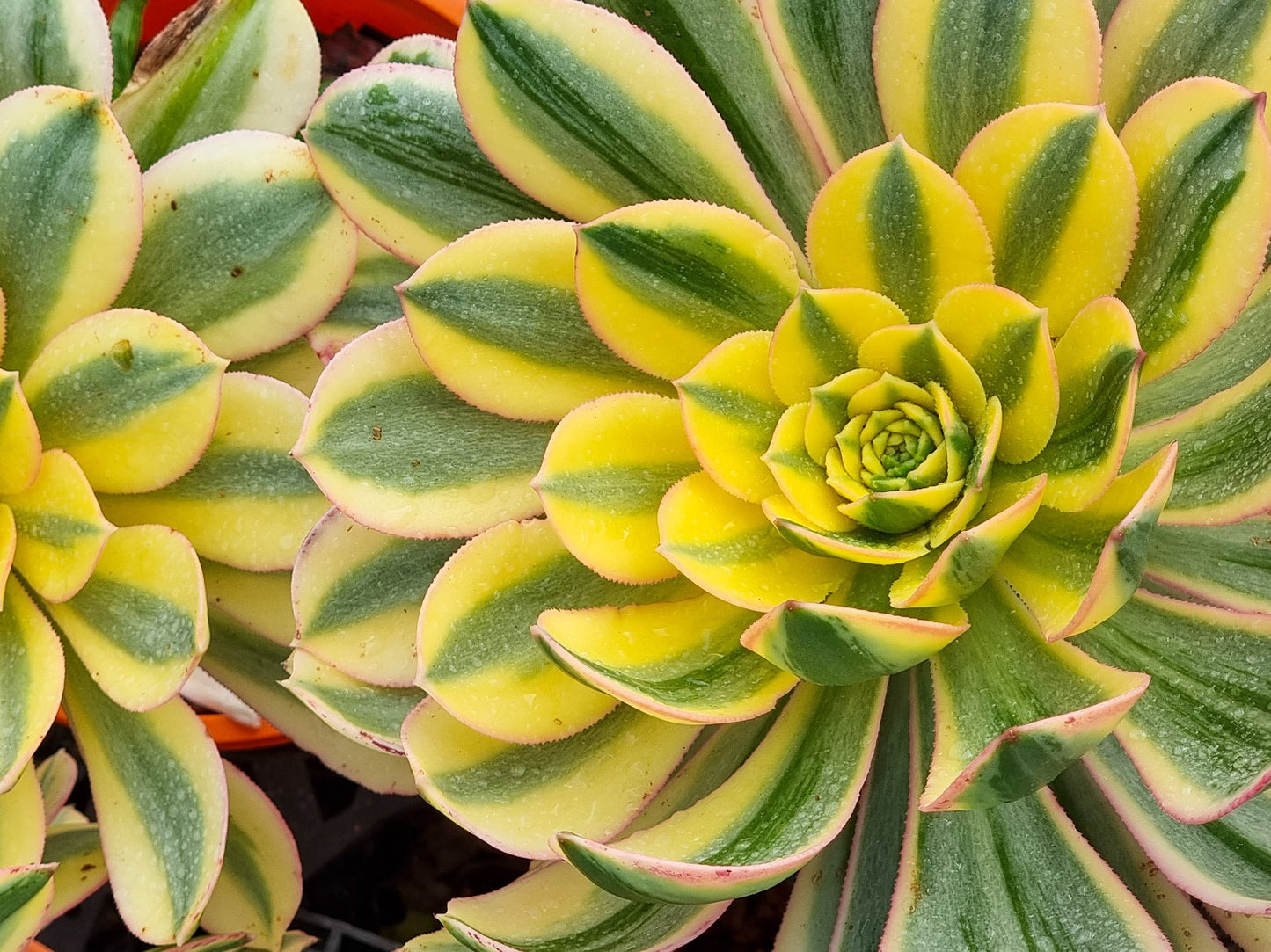 Aeonium hybrida Sunburst AeohybSun Haworths Aeonium, Pinwheel, Succulent 200mm