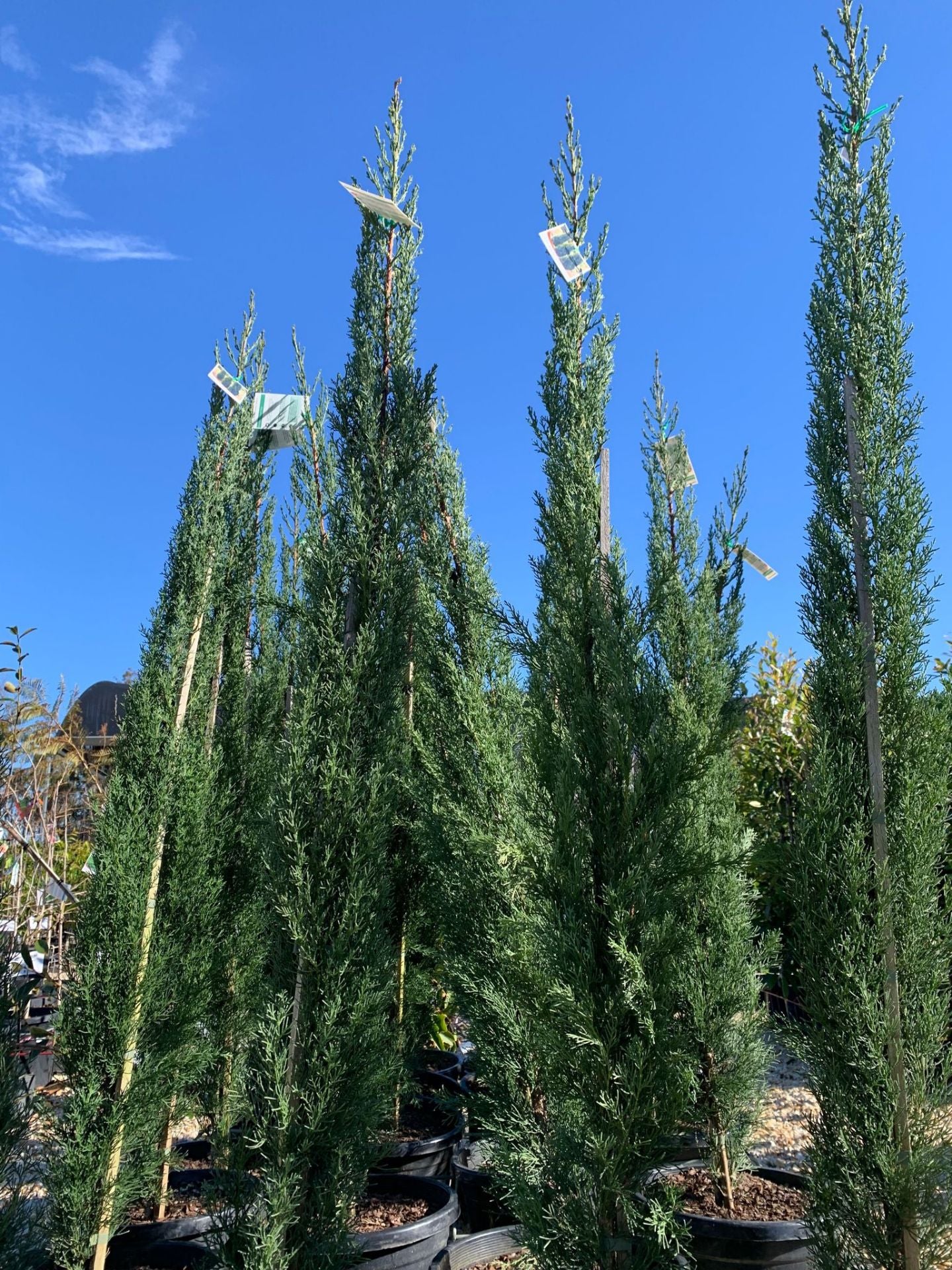 Cupressus sempervirens Glauca CupsemGl Mediterranean Cypress, Pencil P ...