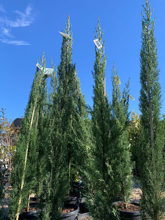 Cupressus sempervirens Glauca CupsemGl Mediterranean Cypress, Pencil Pine, Italian Cypress, Tuscan Cypress, Conifer