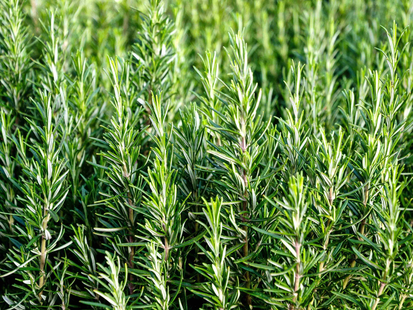 Rosmarinus officinalis Rosoff syn Salvia rosmarinus, Rosemary