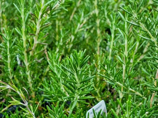 Rosmarinus officinalis Blue Lagoon RosoffBL Rosemary