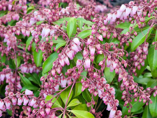 Pieris japonica Christmas Cheer PiejapCC Japanese Andromeda, Japanese Pieris 200mm