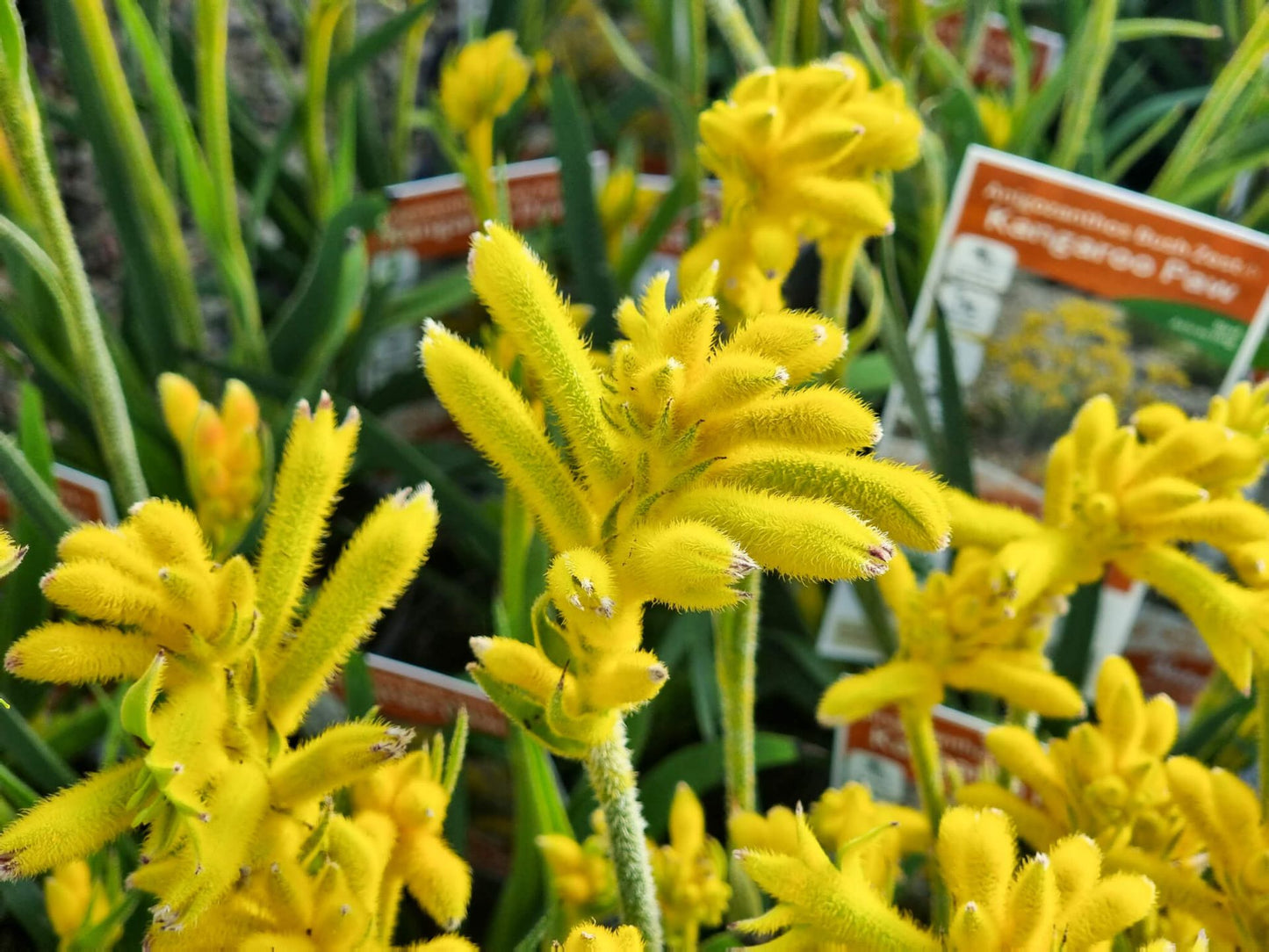 Anigozanthos hybrida Bush Zest AnihybBZ Bush Gems Kangaroo Paw 140mm