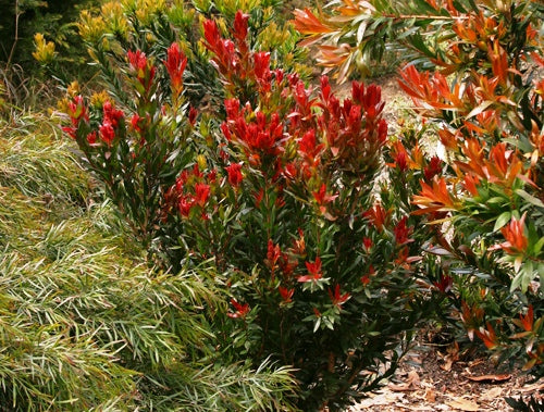 Callistemon citrinus Red Rocket CalcitRR Bottlebrush, Common Red Bottlebrush, Crimson Bottlebrush, CS001 200mm