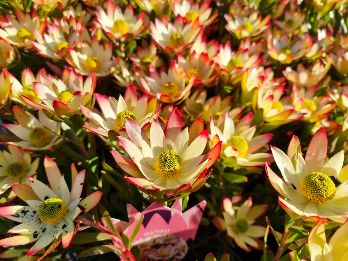 Leucadendron stelligerum Harvest LeusteHar Conebush