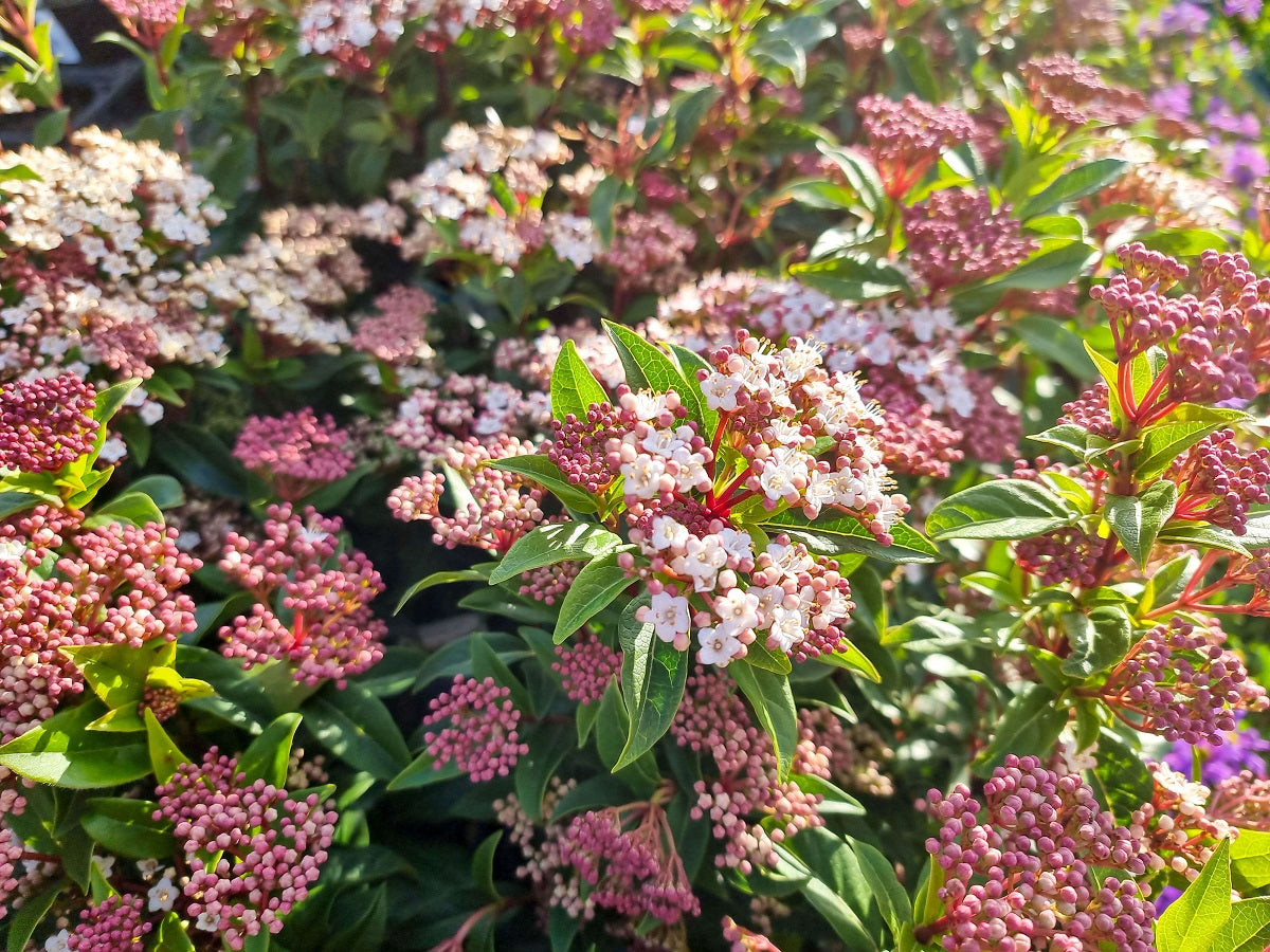 Viburnum tinus Vibtin Laurustinus, Laurestine