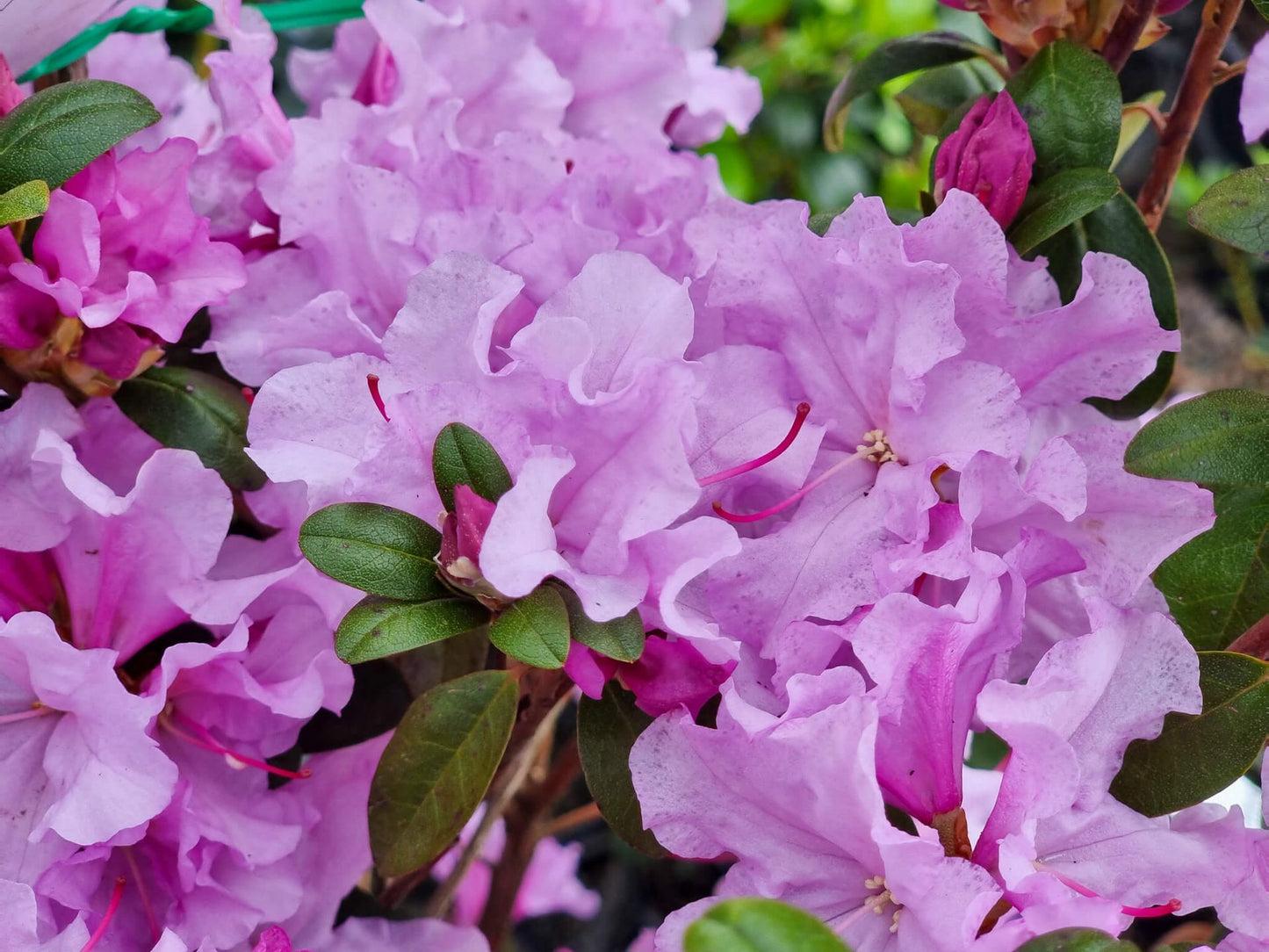 Rhododendron hybrida Olive RhohybOli Rhododendron 200mm