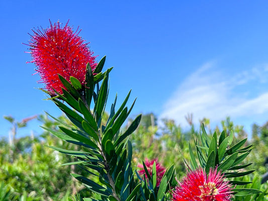 Callistemon viminalis Little Caroline CalvimLC Weeping Bottlebrush, Creek Bottlebrus 200mm