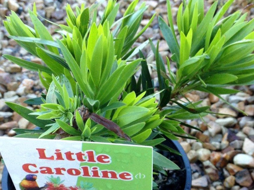 Callistemon viminalis Little Caroline CalvimLC Weeping Bottlebrush, Creek Bottlebrus 200mm