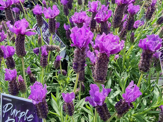 Lavandula pedunculata Purple Reign PBR LavpedPRe Lavender, Purplereign, Lavinnova 140mm