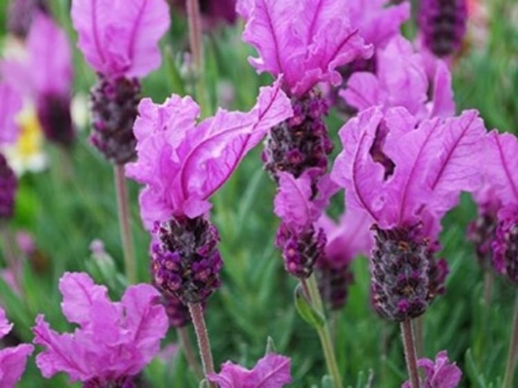 Lavandula pedunculata The Princess PBR LavpedTP French Lavender, Lavinnova