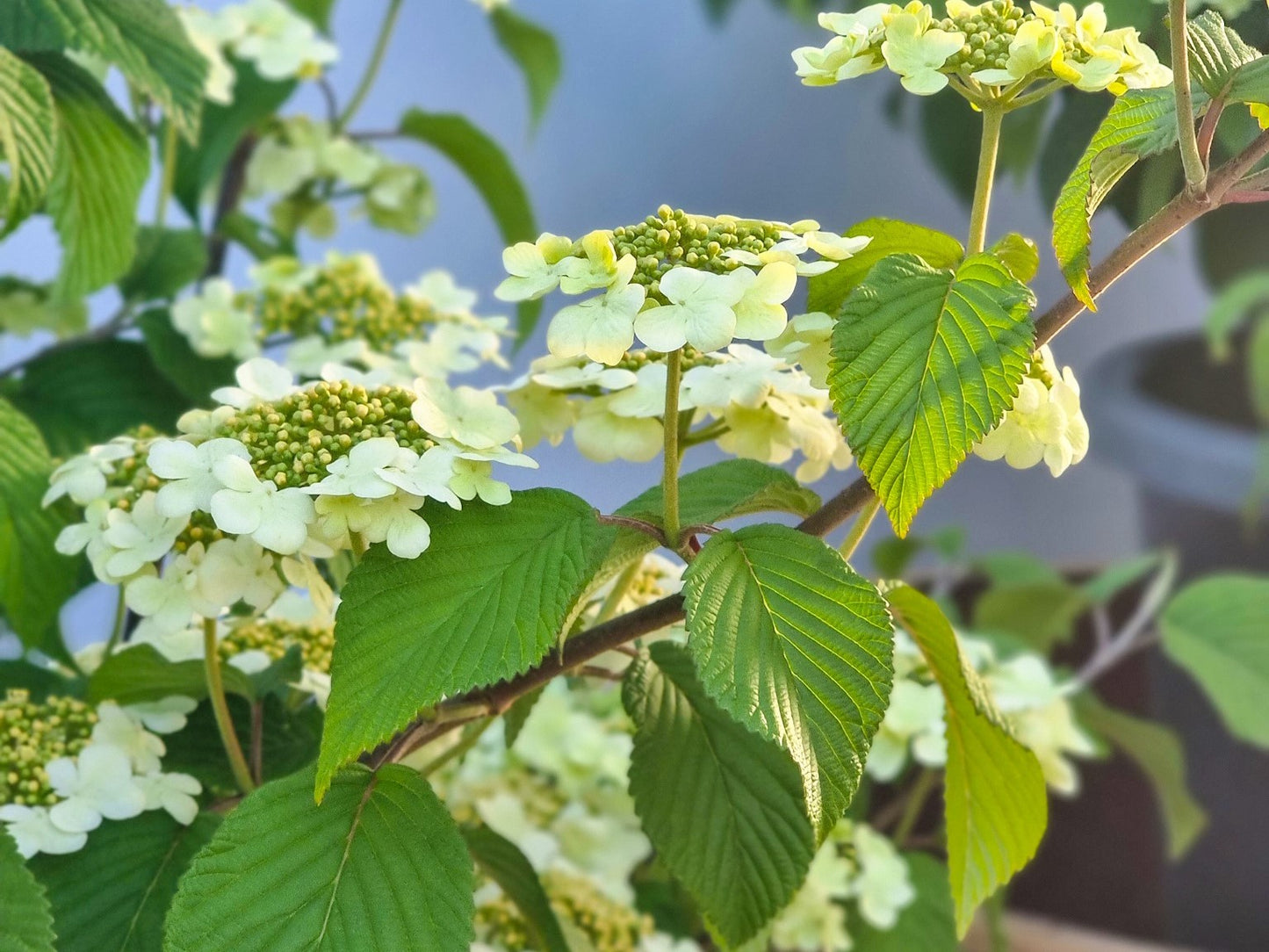 Viburnum plicatum tomentosum Mariesii VibptMar Doublefile Viburnum, Japanese Snowball