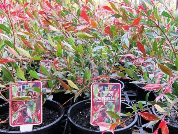 Lilly Pilly - Acmena smithii Cherry Surprise – awesomeplants
