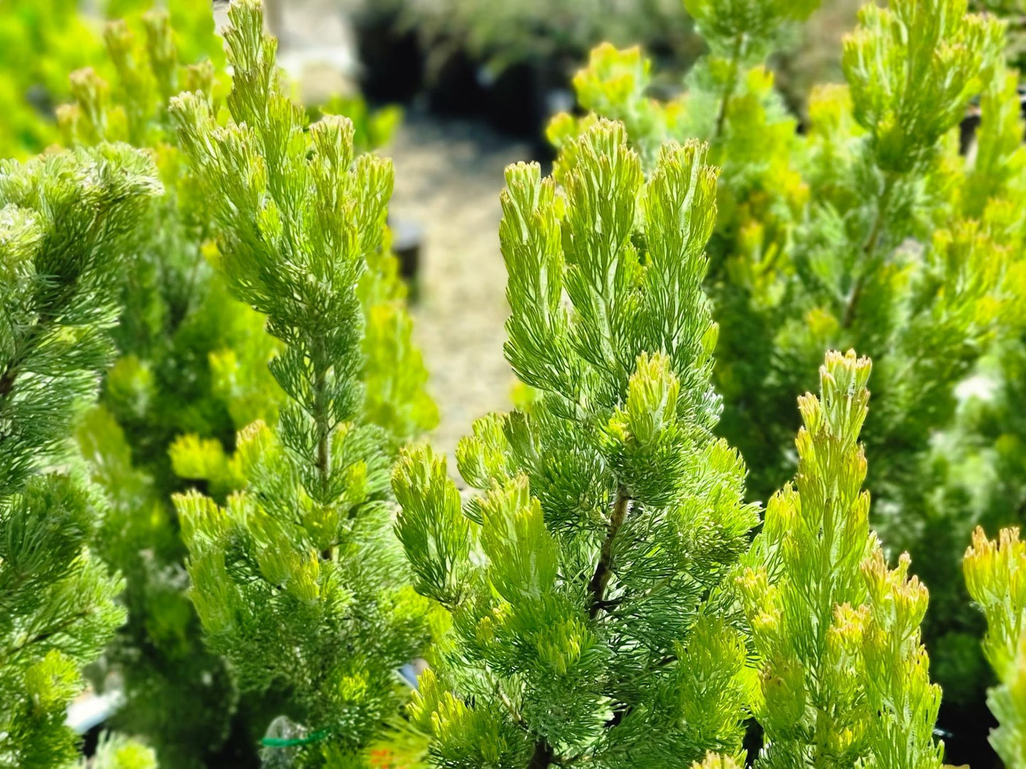 Adenanthos sericeus  - Woolly Bush, Woollybush 140mm