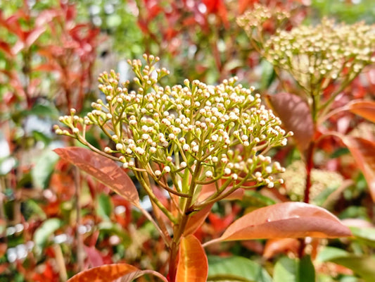 Photinia fraseri Robusta PhofraRob Red Leaved Photinia