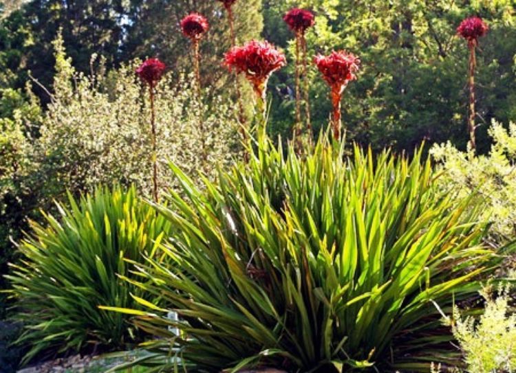 Doryanthes excelsa Dorexc Gymea Lily, Illawarra Lily