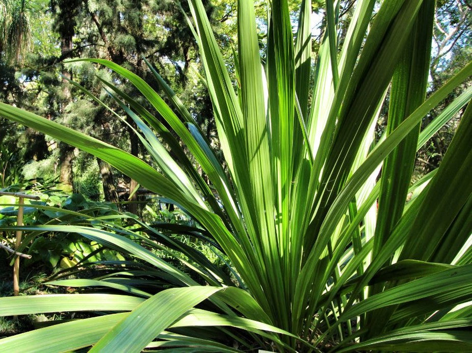 Doryanthes palmeri Dorpal Giant Spear Lily 200mm