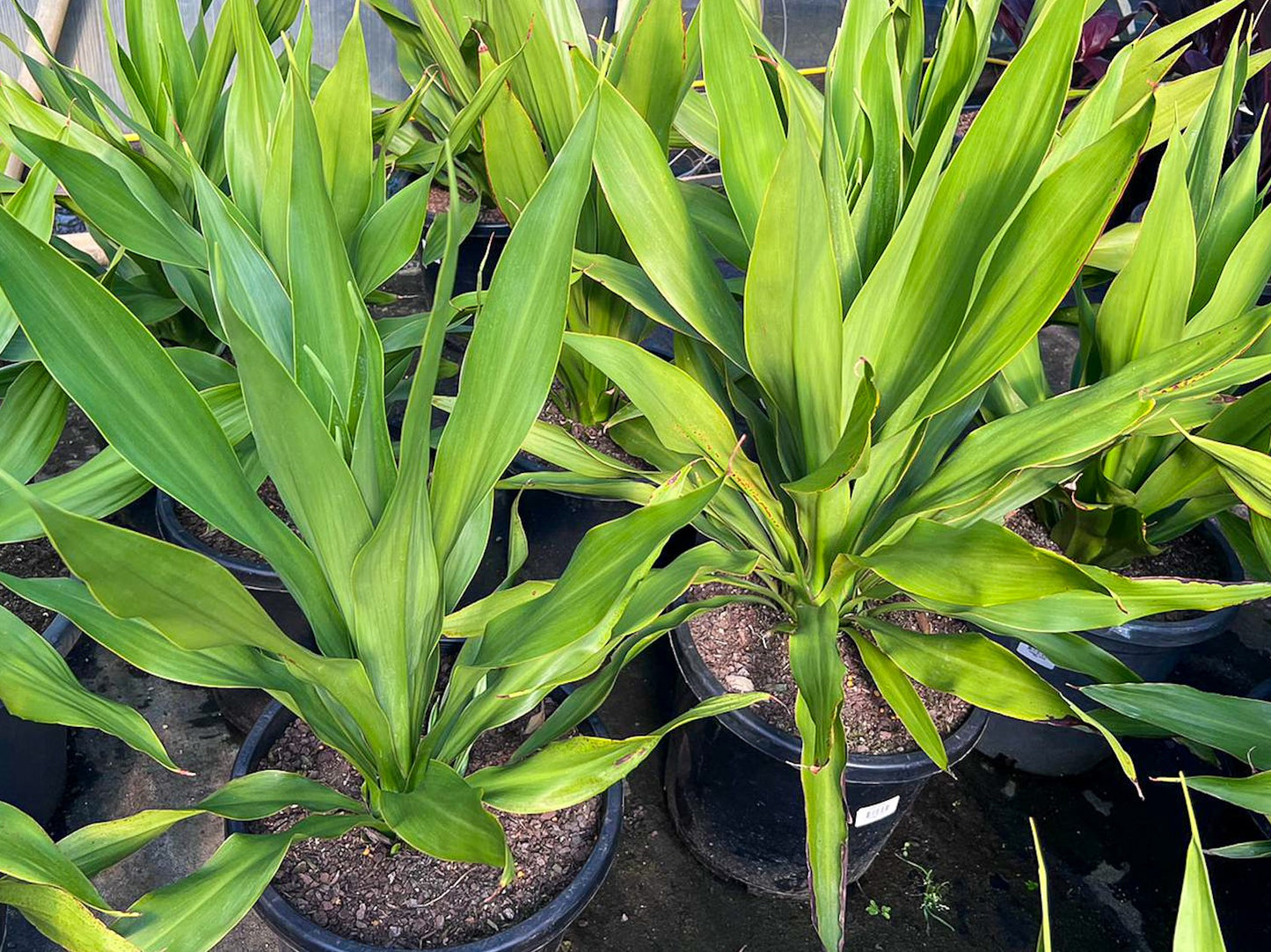 Doryanthes palmeri Dorpal Giant Spear Lily 200mm