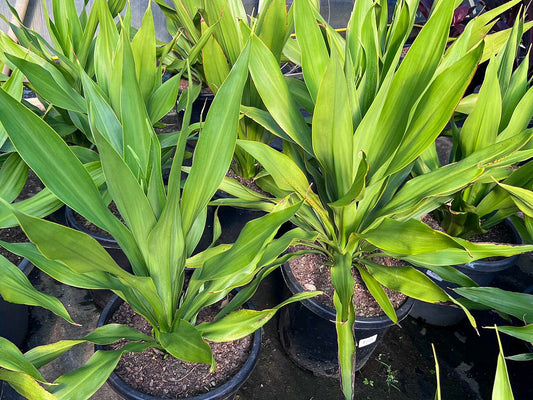 Doryanthes palmeri Dorpal Giant Spear Lily 200mm