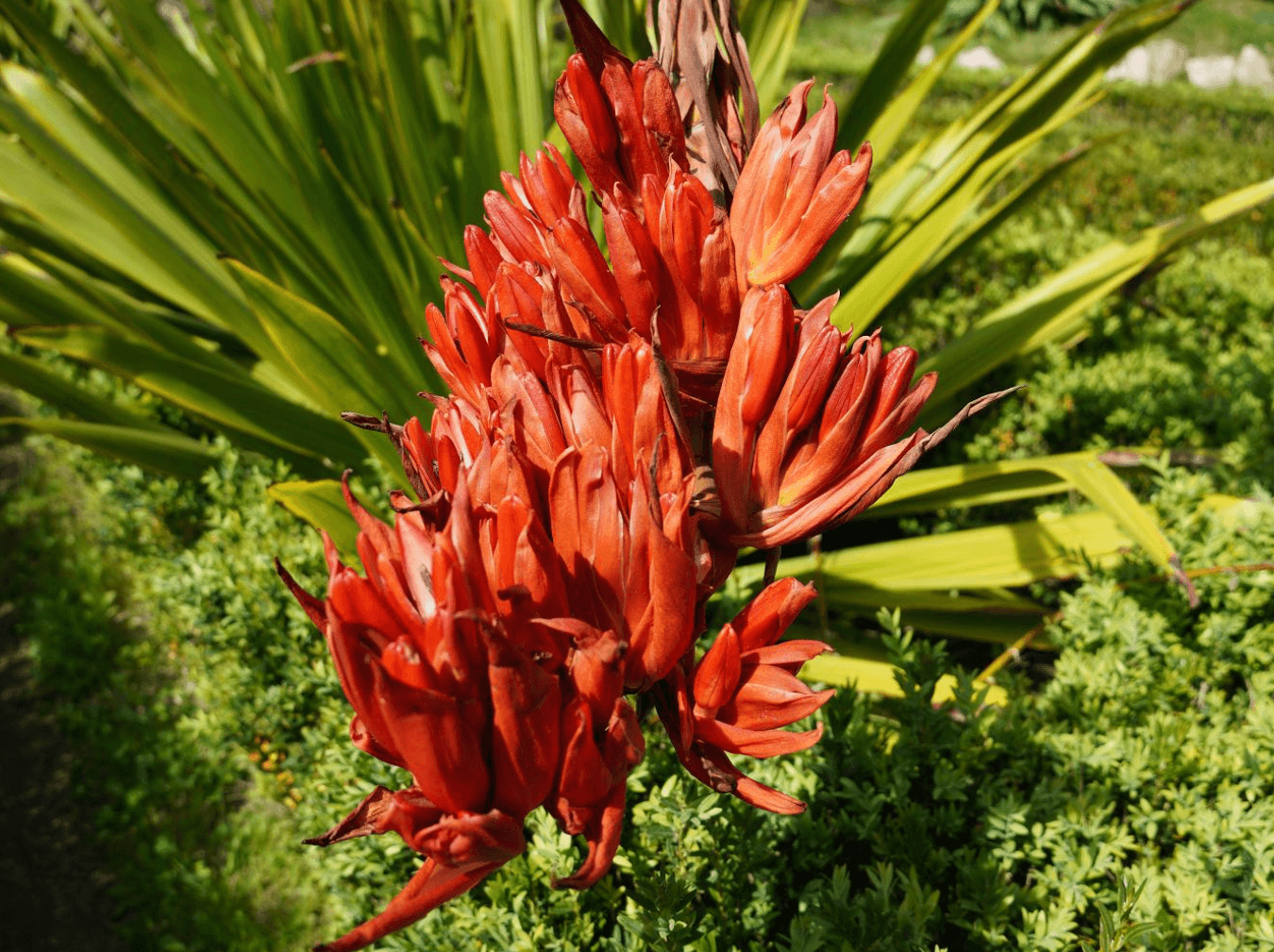 Doryanthes palmeri Dorpal Giant Spear Lily 200mm