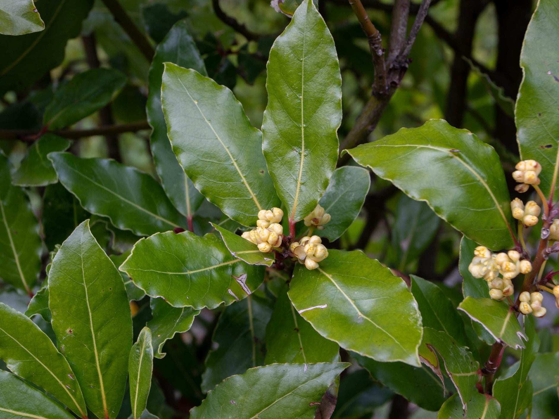 Laurus Tree Laurus nobilis Launob Bay Tree, Bay Laurel – awesomeplants