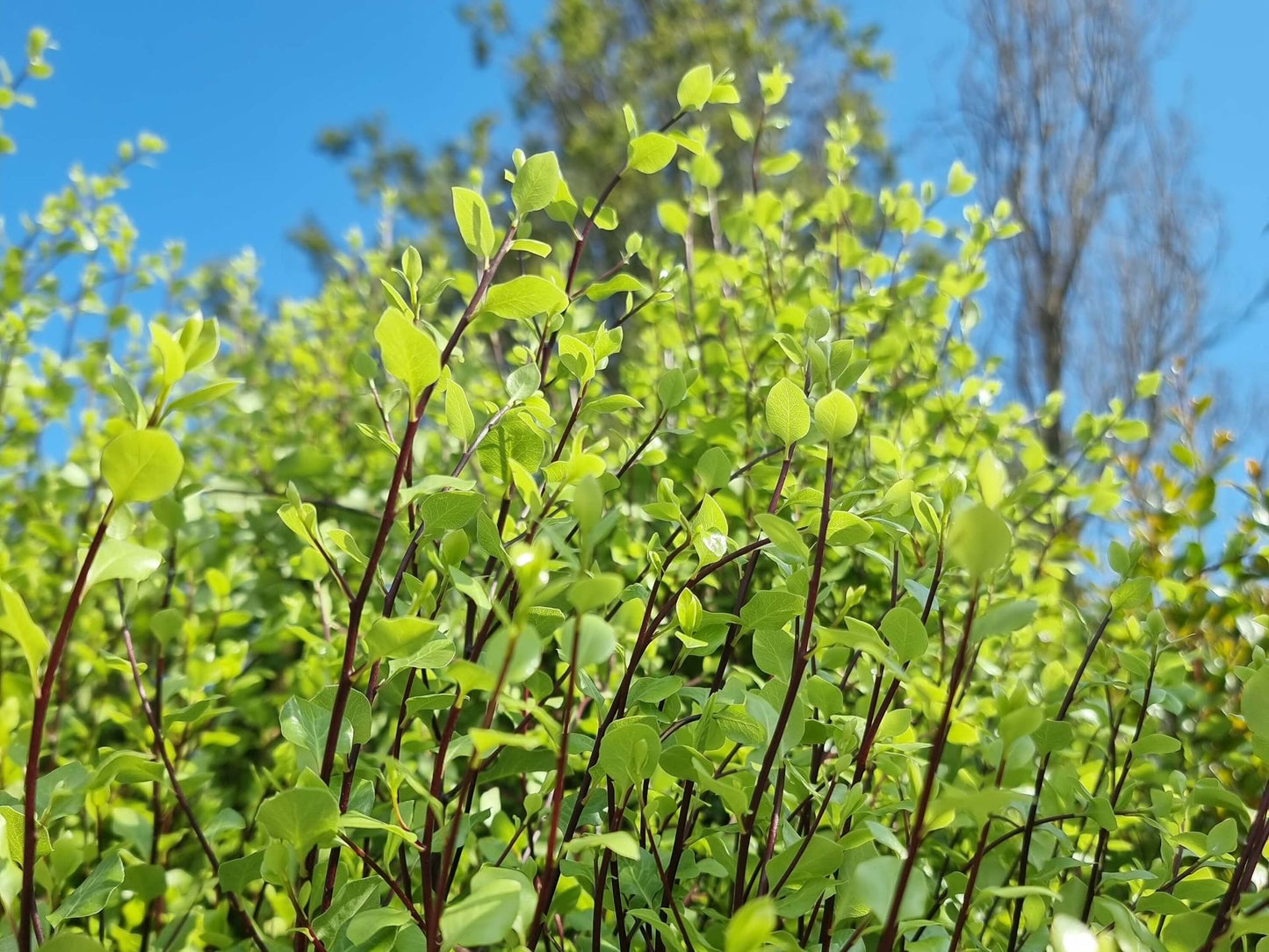 Pittosporum tenuifolium Silver Sheen PittenSSh Kohuhu