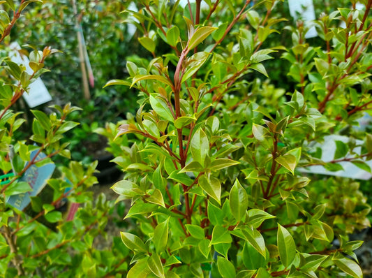 Syzygium paniculatum Backyard Bliss SyzpanBBl Magenta Lilly Pilly, Magenta Brush Cherry 200mm