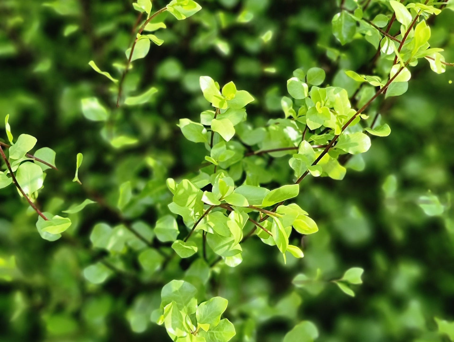 Pittosporum tenuifolium Screen Between PBR PittenSB Kohuhu