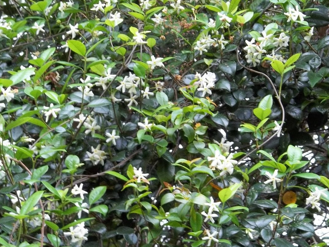 Trachelospermum asiaticum Traasi Japanese Star Jasmine, Asian Jasmine, Asiatic Jasmine