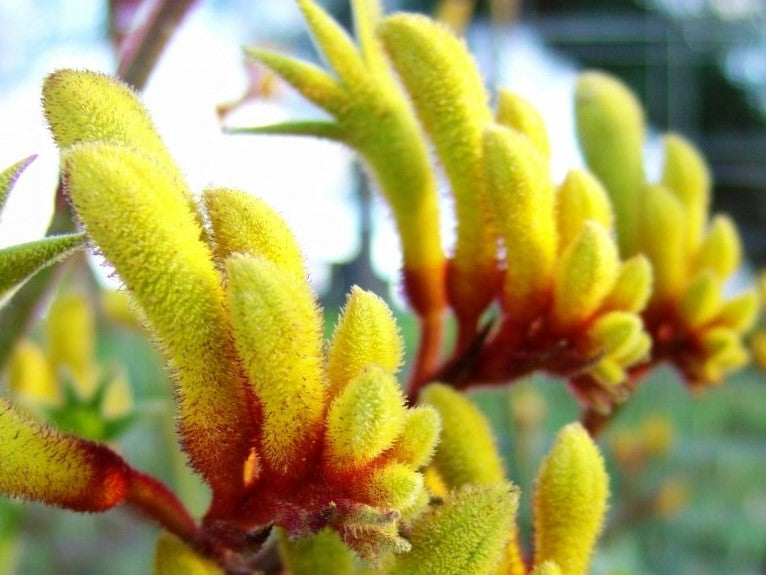 Anigozanthos hybrida Gold Velvet PBR AnihybGV Kangaroo Paw, PBR ...