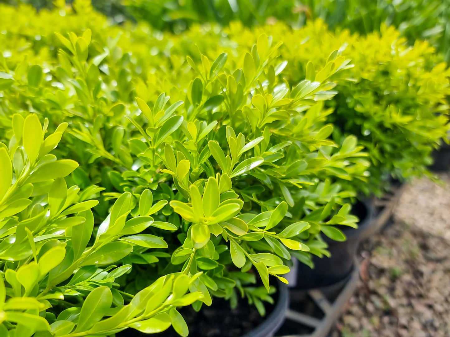 Buxus microphylla microphylla Buxmm Korean Box, Korean Boxwood