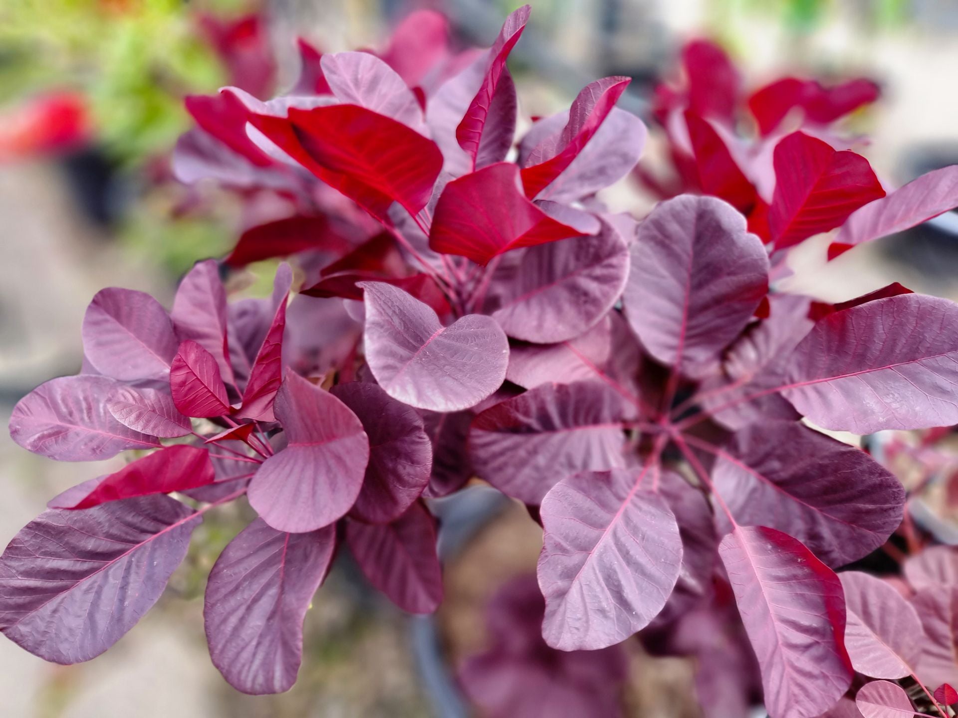 Cotinus coggygria Royal Purple CotcogRP Smoke Tree, Smoke Bush, Eurasi ...