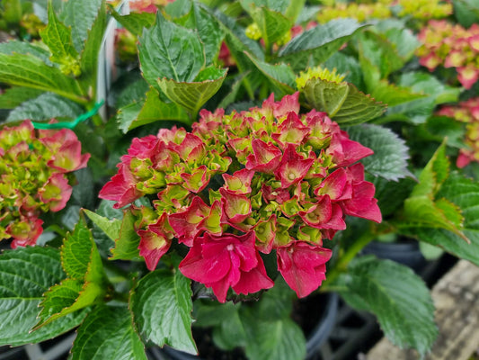 Hydrangea macrophylla Red Ball HydmacRB Big Leaf Hydrangea, Mophead, French Hydrangea, Lacecap