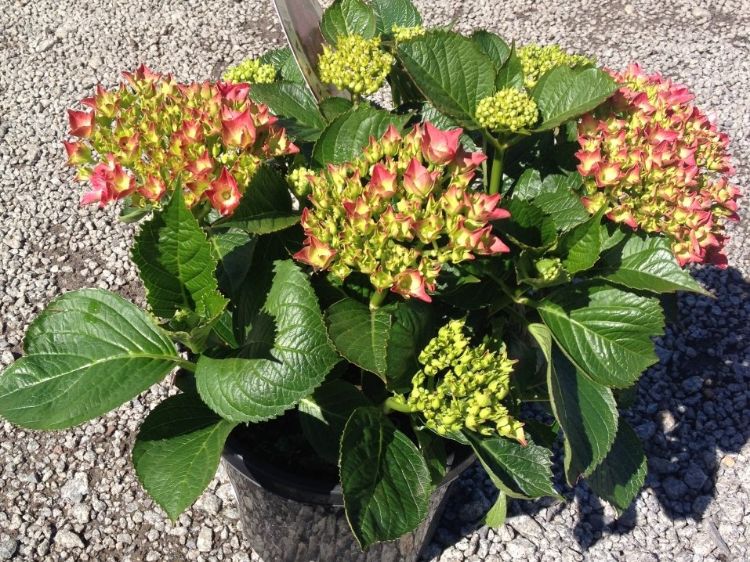 Hydrangea macrophylla Red Ball HydmacRB Big Leaf Hydrangea, Mophead, French Hydrangea, Lacecap