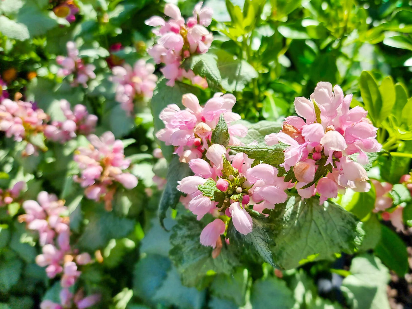 Lamium maculalum Marshmallow LammacMar Spotted Dead Nettle