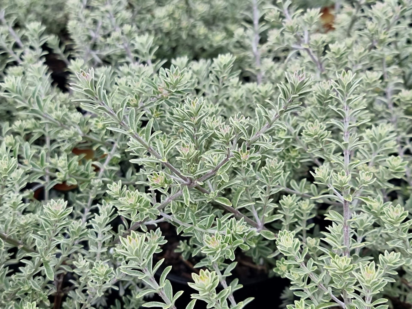 Westringia fruticosa Smokey WesfruSmo Native Rosemary, Coastal Rosemary, Coast Rosemary