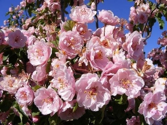 Malus ioensis Plena MalioePl Double Flowering Prairie Crabapple 200mm
