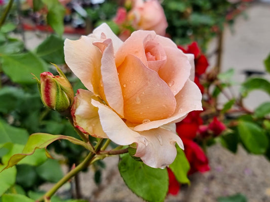 Rosa Apricot Nectar RosAN Floribunda Rose 200mm