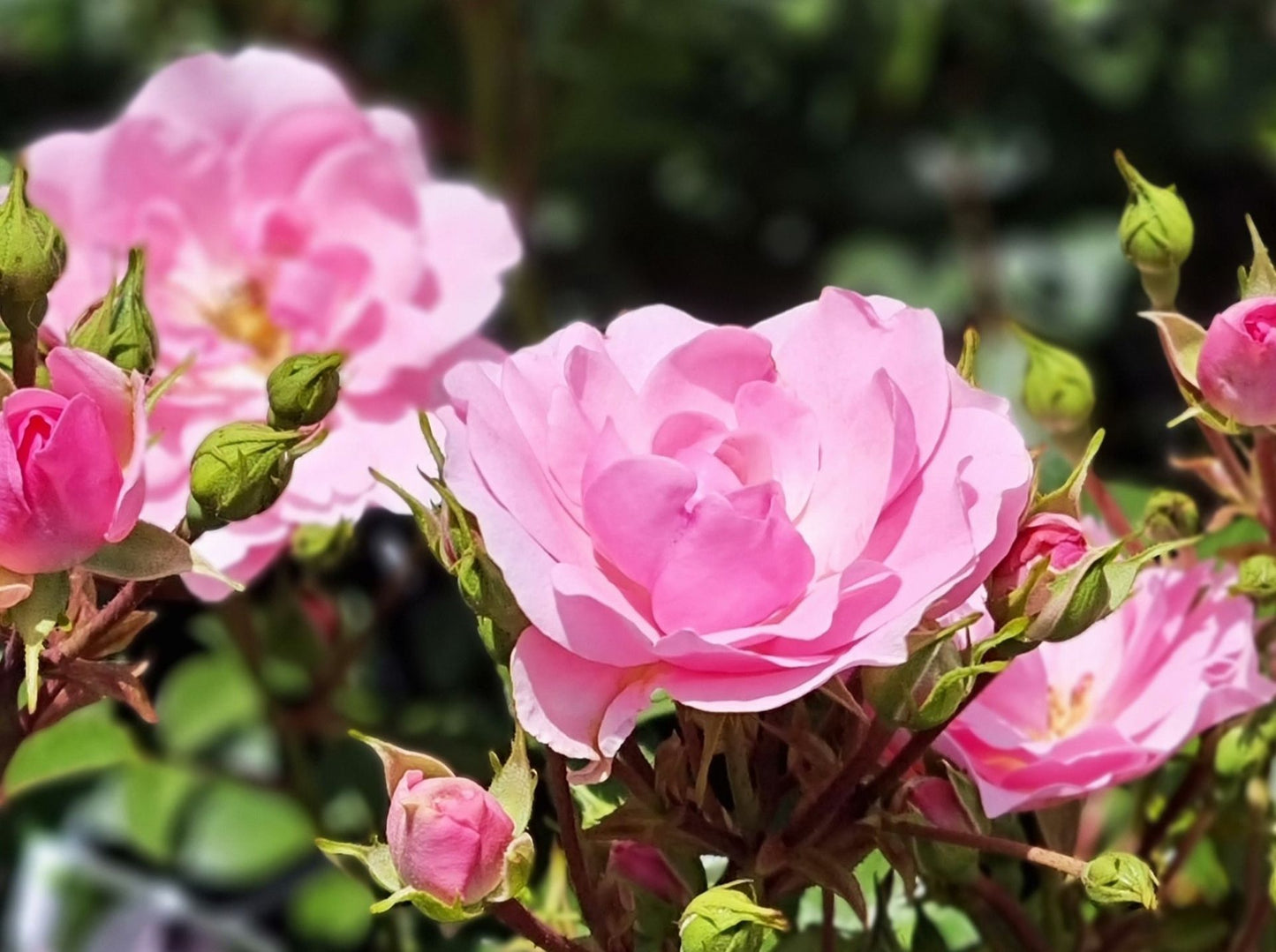 Rosa Bonica RosBon Floribunda Rose 200mm